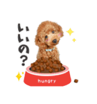 【会話②ver】トイプードルのプルミエたち（個別スタンプ：3）
