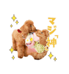 【会話②ver】トイプードルのプルミエたち（個別スタンプ：5）