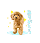 【会話②ver】トイプードルのプルミエたち（個別スタンプ：6）