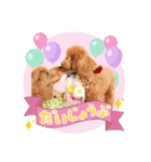【会話②ver】トイプードルのプルミエたち（個別スタンプ：12）