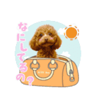 【会話②ver】トイプードルのプルミエたち（個別スタンプ：13）