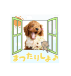 【会話②ver】トイプードルのプルミエたち（個別スタンプ：14）