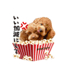 【会話②ver】トイプードルのプルミエたち（個別スタンプ：15）