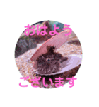 なめだんごちゃんのスタンプ（個別スタンプ：2）