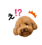 トイプーPinちゃんの日常2（個別スタンプ：3）