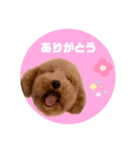 トイプーPinちゃんの日常2（個別スタンプ：5）