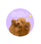 トイプーPinちゃんの日常2（個別スタンプ：7）