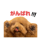 トイプーPinちゃんの日常2（個別スタンプ：10）