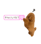 トイプーPinちゃんの日常2（個別スタンプ：14）