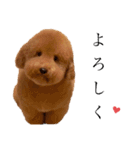 トイプーPinちゃんの日常2（個別スタンプ：22）
