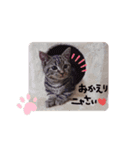 マンチカンのクッキー（個別スタンプ：6）