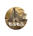 あおとハク（個別スタンプ：7）