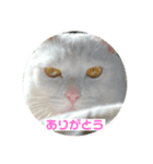 あおとハク（個別スタンプ：8）