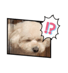 トイプードルのりぃたん☆2（個別スタンプ：3）
