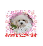 トイプードルのりぃたん☆2（個別スタンプ：11）