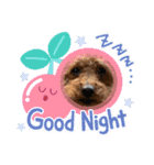 poodle＆husky日常会話（個別スタンプ：1）