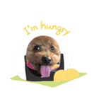 poodle＆husky日常会話（個別スタンプ：4）