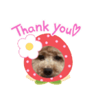 poodle＆husky日常会話（個別スタンプ：5）