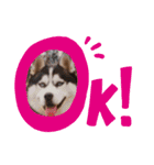 poodle＆husky日常会話（個別スタンプ：6）