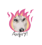 poodle＆husky日常会話（個別スタンプ：7）