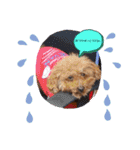 poodle＆husky日常会話（個別スタンプ：8）