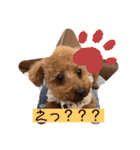 poodle＆husky日常会話（個別スタンプ：13）