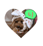 poodle＆husky日常会話（個別スタンプ：14）