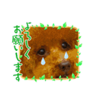 poodle＆husky日常会話（個別スタンプ：15）