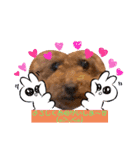 poodle＆husky日常会話（個別スタンプ：16）