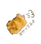 すずたま（個別スタンプ：12）
