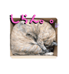 みーともん2（個別スタンプ：9）