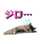 みーともん2（個別スタンプ：10）
