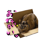 みーともん2（個別スタンプ：11）