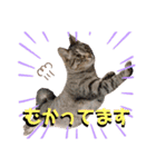 みーともん2（個別スタンプ：15）