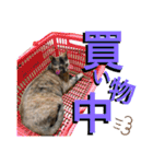 みーともん2（個別スタンプ：17）