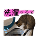 みーともん2（個別スタンプ：18）