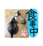 みーともん2（個別スタンプ：22）