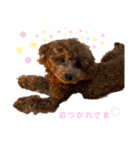 ポアロのスタンプ1（個別スタンプ：15）