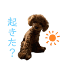 ポアロのスタンプ1（個別スタンプ：16）