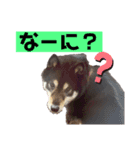 黒柴のまろんくんスタンプ第1弾（個別スタンプ：2）