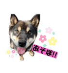 黒柴のまろんくんスタンプ第1弾（個別スタンプ：3）