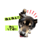 黒柴のまろんくんスタンプ第1弾（個別スタンプ：8）
