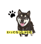 黒柴のまろんくんスタンプ第1弾（個別スタンプ：9）
