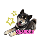 黒柴のまろんくんスタンプ第1弾（個別スタンプ：13）