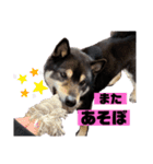黒柴のまろんくんスタンプ第1弾（個別スタンプ：15）