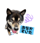 黒柴のまろんくんスタンプ第1弾（個別スタンプ：16）