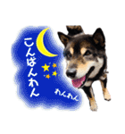 黒柴まろんくんスタンプ第2弾（個別スタンプ：2）