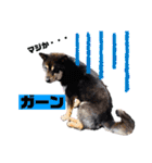 黒柴まろんくんスタンプ第2弾（個別スタンプ：13）
