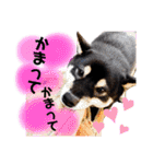黒柴まろんくんスタンプ第2弾（個別スタンプ：19）