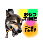 黒柴まろんくんスタンプ第2弾（個別スタンプ：26）